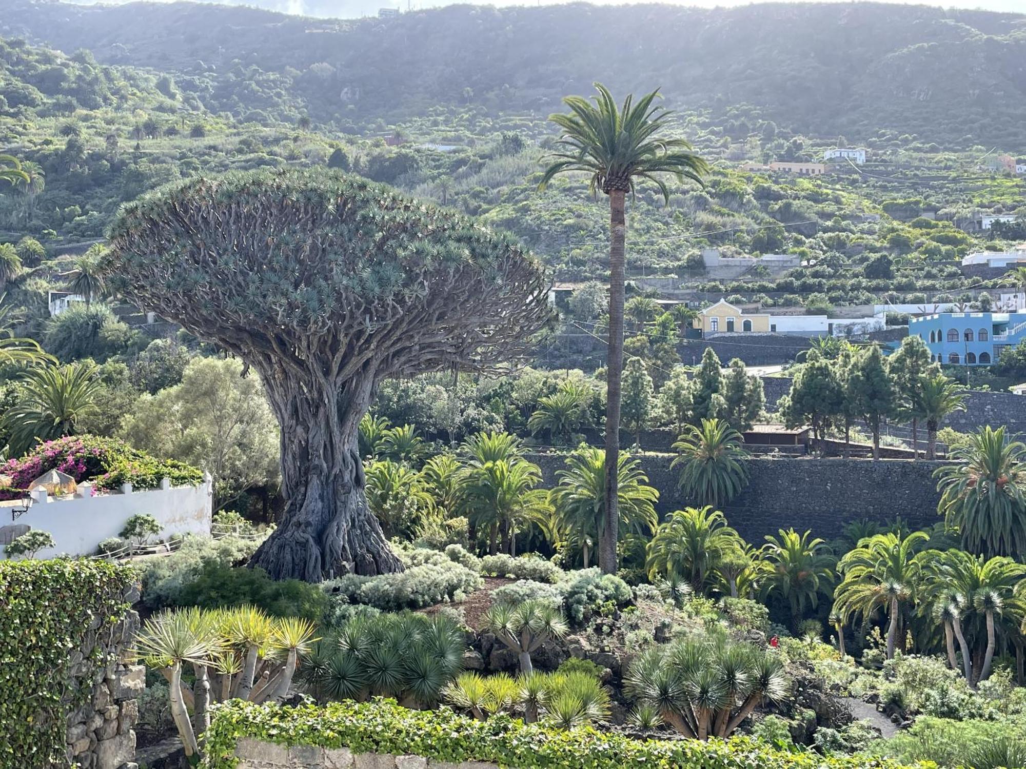 Rooftop View Escape - 1 Minute To Center And Fast Wi-Fi - Special Low Season Price For May And June Icod De Los Vinos Buitenkant foto